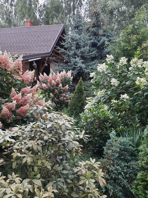 Działka rolno-budowlana Sierzchowy. Zdjęcie 7