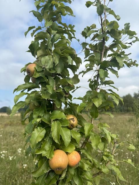 Działka siedliskowa Mogowo. Zdjęcie 6