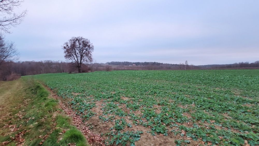 Działka rolna Rzeczyca. Zdjęcie 4