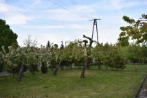 Działka rod Gniezno, ul. Powstańców Wlkp.. Zdjęcie 4