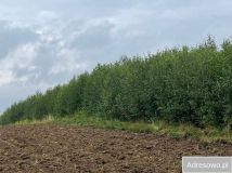 Działka rekreacyjna Bierówka. Zdjęcie 3