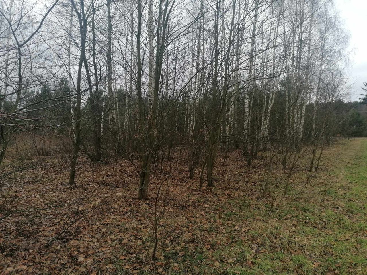 Działka budowlana Klwatka Królewska Figielów. Zdjęcie 11