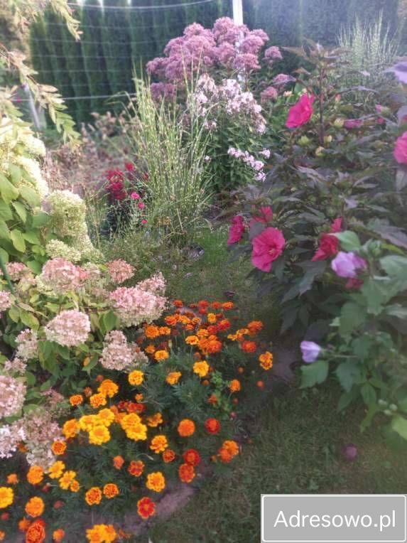 Działka rod Ostrowiec Świętokrzyski, ul. Niska. Zdjęcie 3