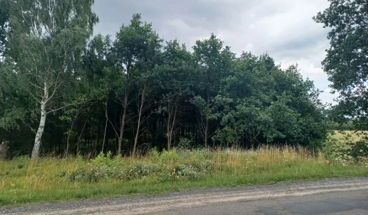 Działka leśna Szprotawa Zarzecze, ul. Kraszewskiego