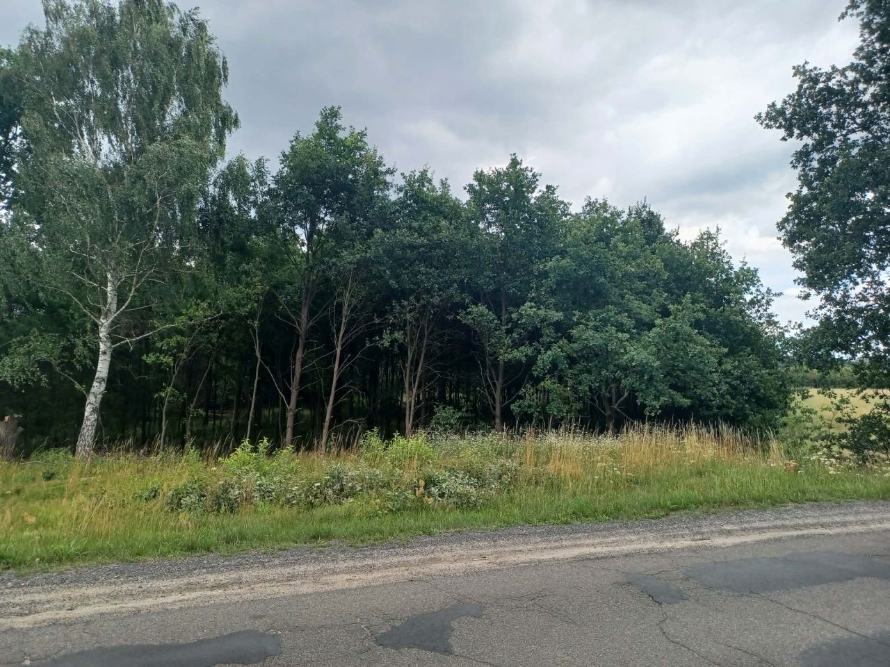 Działka leśna Szprotawa Zarzecze, ul. Kraszewskiego. Zdjęcie 1