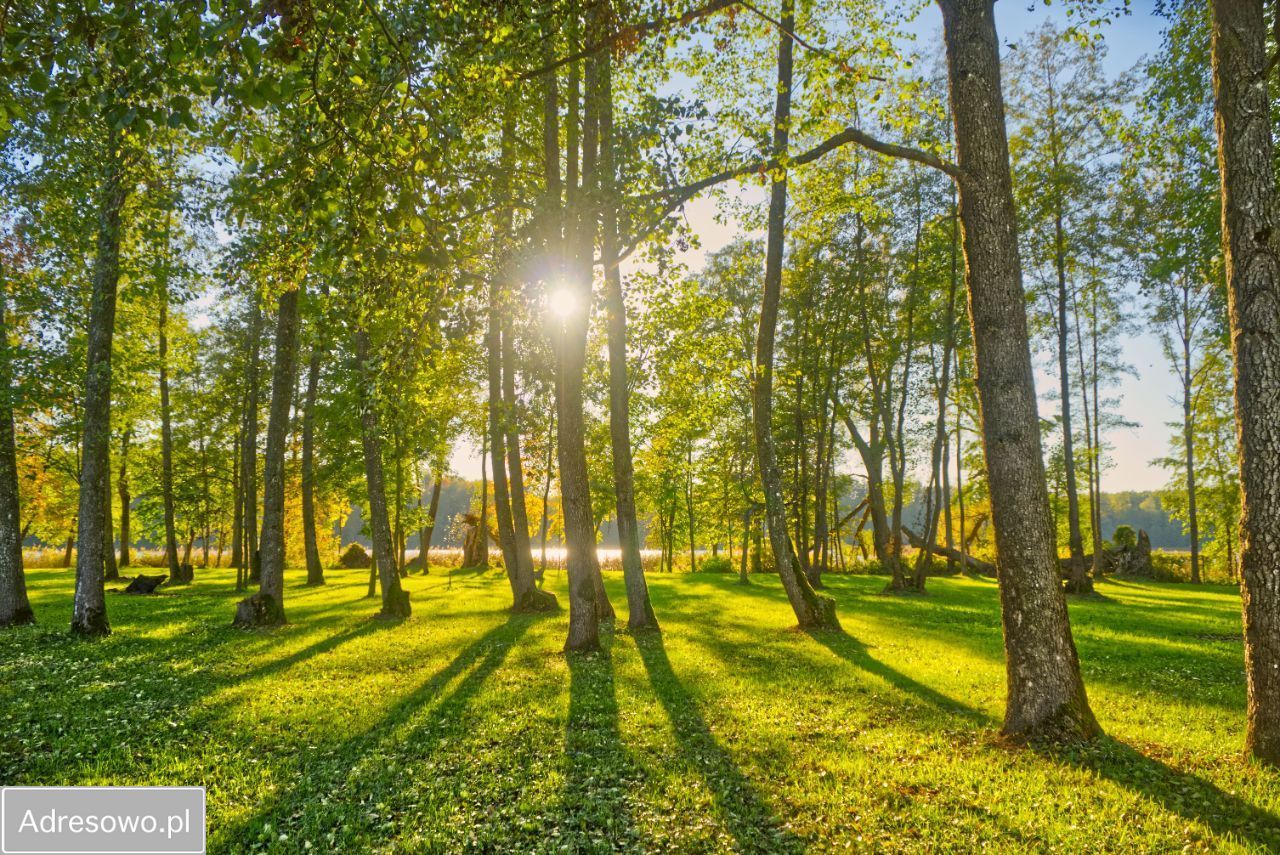 Działka rolno-budowlana Świętajno. Zdjęcie 6
