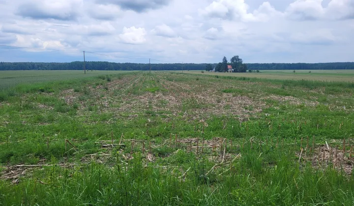 Działka rolna Andryjanki