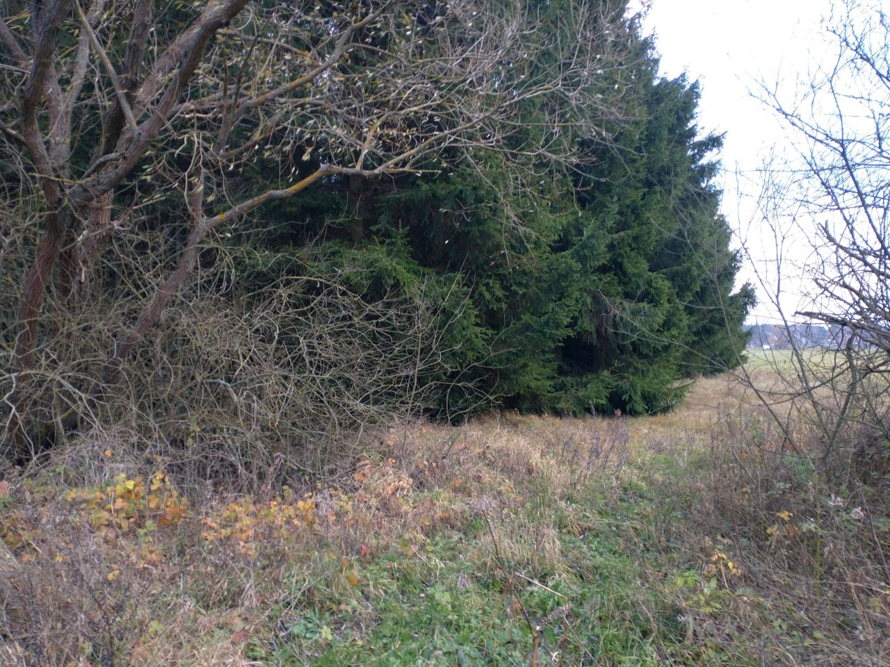 Działka rolna Ługi. Zdjęcie 12