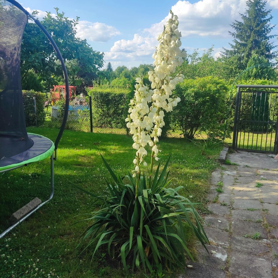 Działka rod Katowice Załęże, ul. Żeliwna. Zdjęcie 7