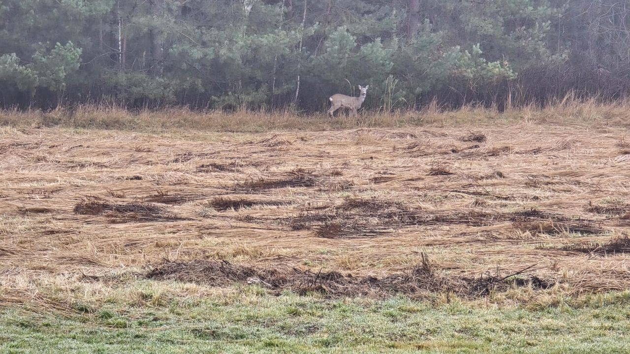 dom wolnostojący, 6 pokoi Kolonia Piaski. Zdjęcie 33