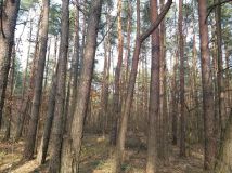 Działka leśna Władysławów, ul. Brzozowa. Zdjęcie 2