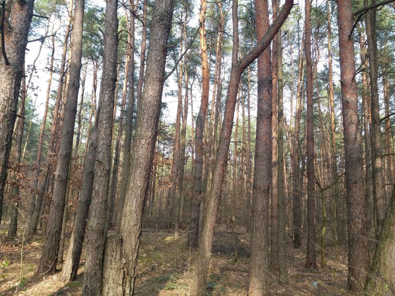 Działka leśna Władysławów, ul. Brzozowa. Zdjęcie 3