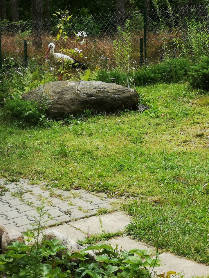 dom wolnostojący, 5 pokoi Nowy Wiec. Zdjęcie 7