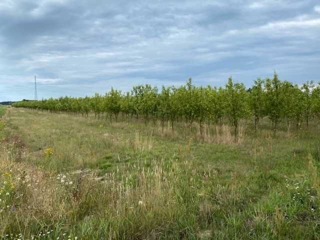 Działka budowlana Magnuszew, ul. Sosnowa