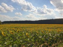 Działka rolno-budowlana Kazimierzów. Zdjęcie 4