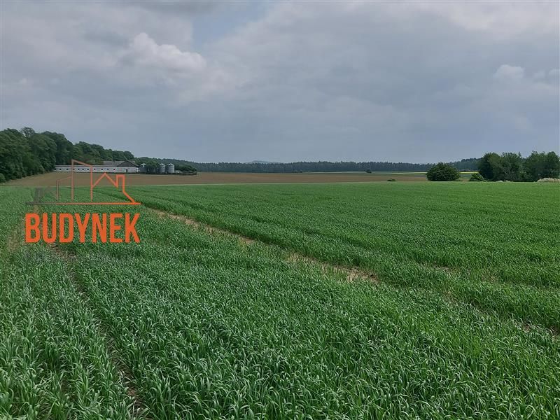 Działka rolna Janiewice. Zdjęcie 2