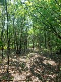 Działka rolno-budowlana Dąbrowa Goszczewicka. Zdjęcie 4