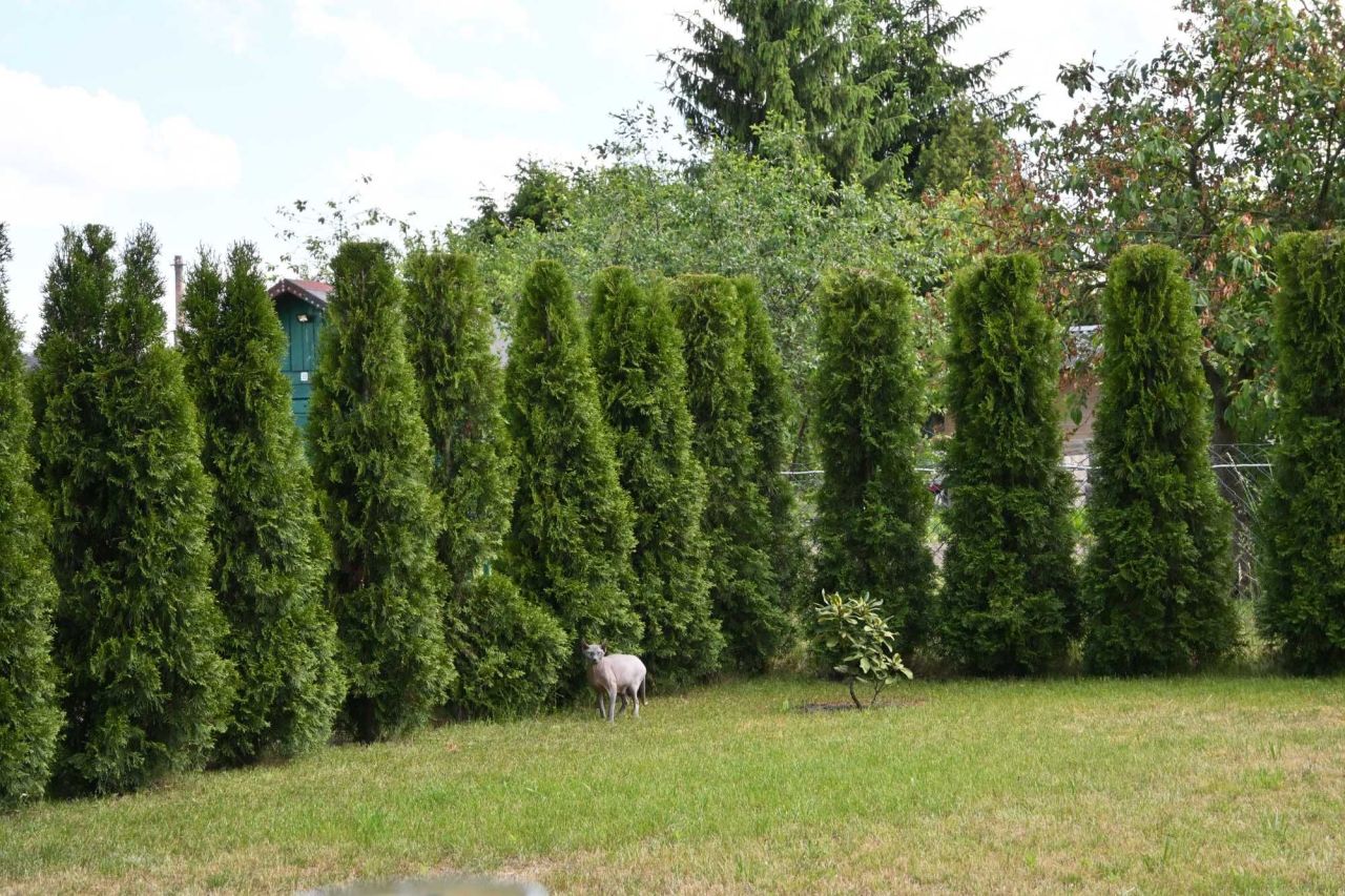 Działka rod Karsznice. Zdjęcie 2