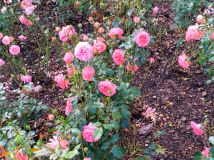 Działka rod Wrocław Bierdzany, ul. Nizinna. Zdjęcie 2