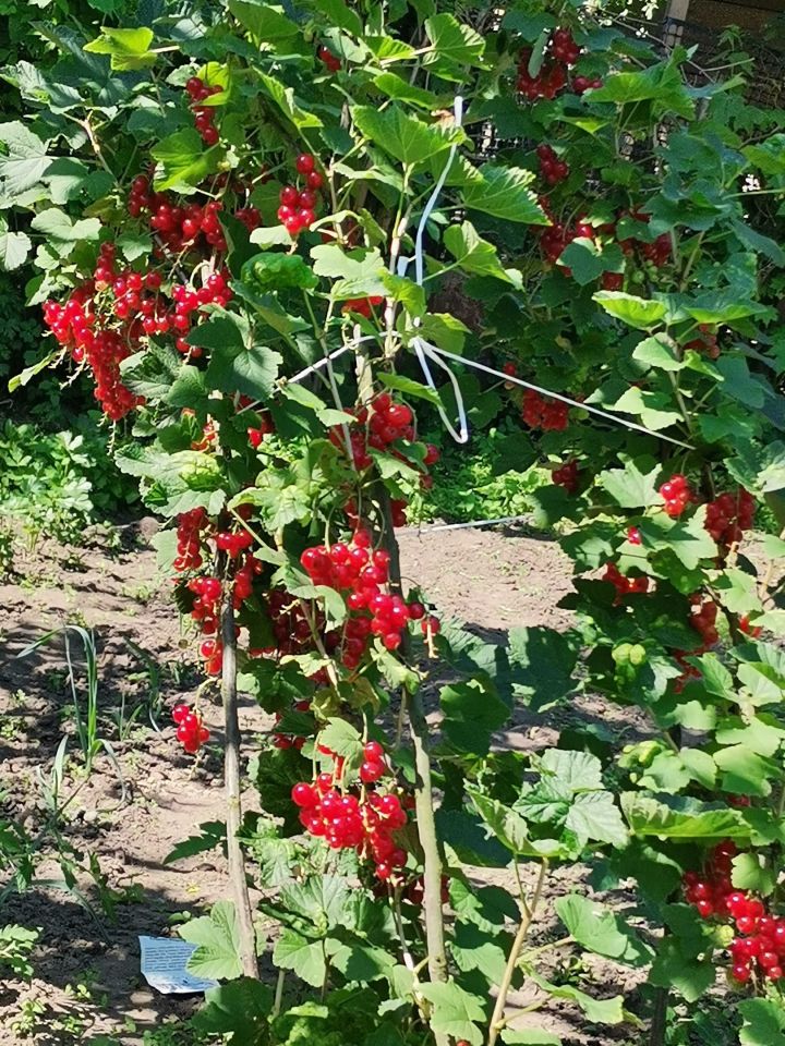 Działka budowlana Mława. Zdjęcie 4