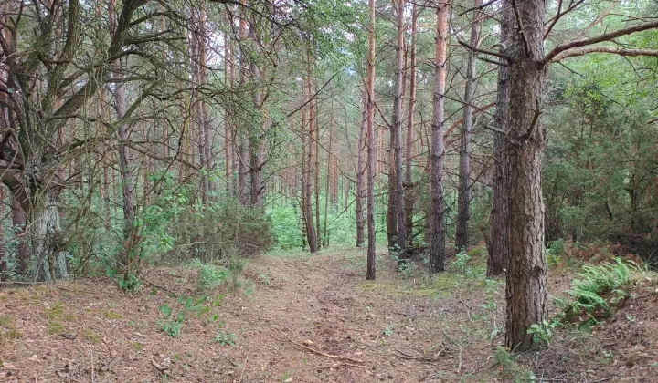 Działka leśna Rawy