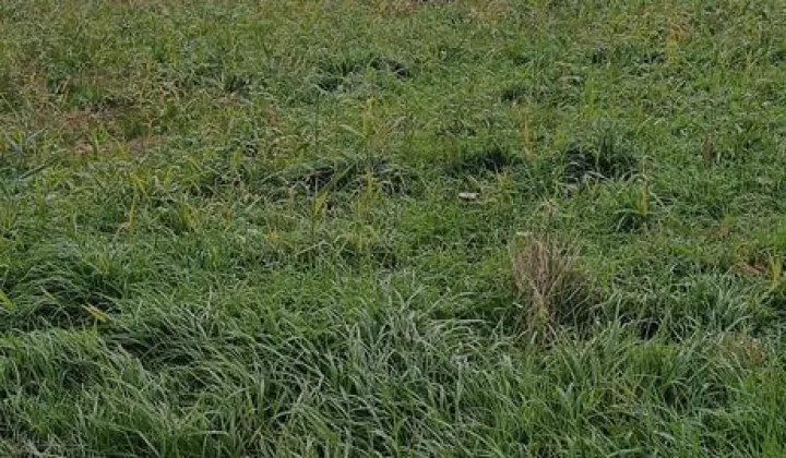 Działka budowlana Warężyn