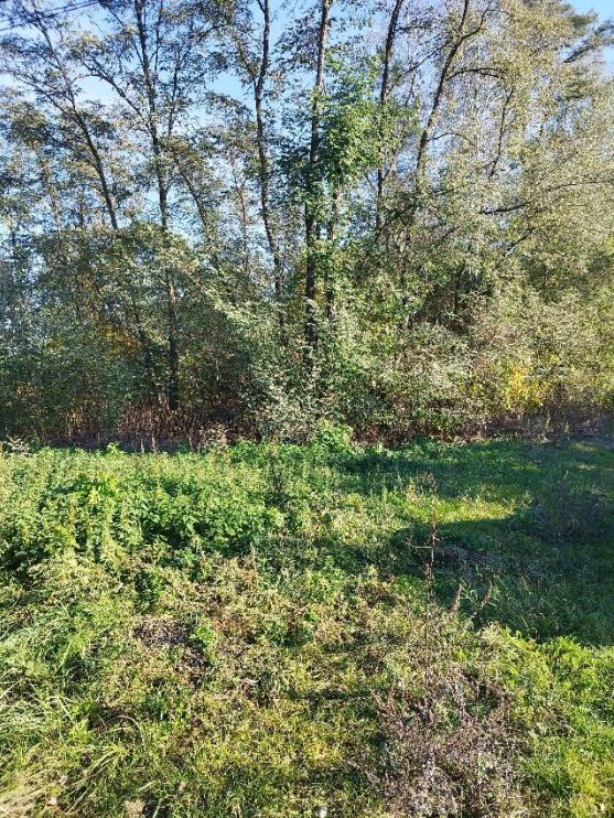 Działka leśna Budy Opożdżewskie. Zdjęcie 4