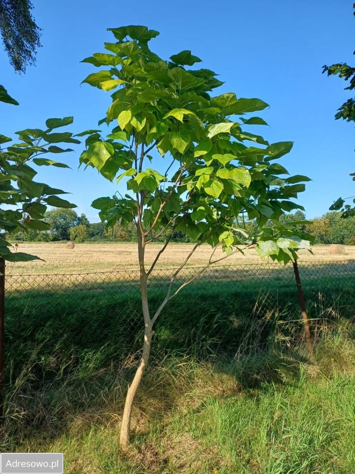 Działka budowlana Wrocław Strachocin, ul. Rolnicza. Zdjęcie 11
