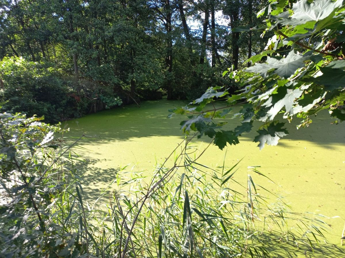 Działka siedliskowa Załawie. Zdjęcie 6