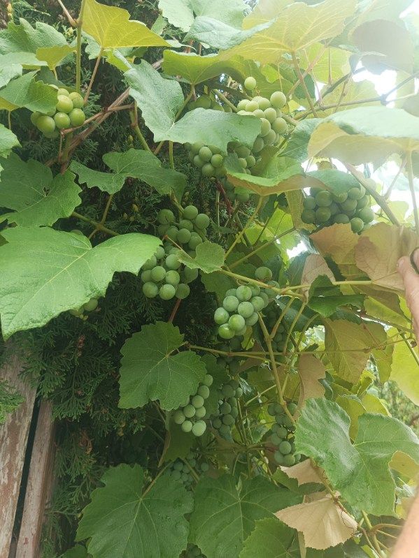 dom wolnostojący, 6 pokoi Wielgolas Brzeziński, ul. Skrajna. Zdjęcie 17