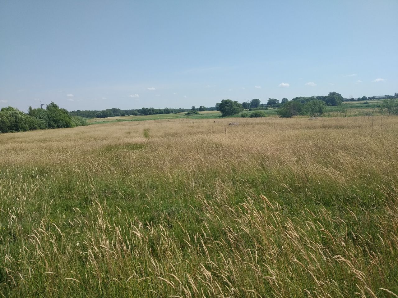 Działka rolna Turno. Zdjęcie 3