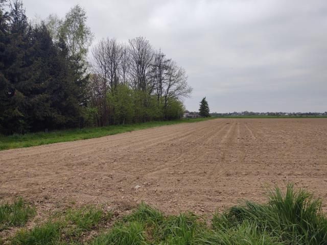 Działka siedliskowa Pruchna. Zdjęcie 9