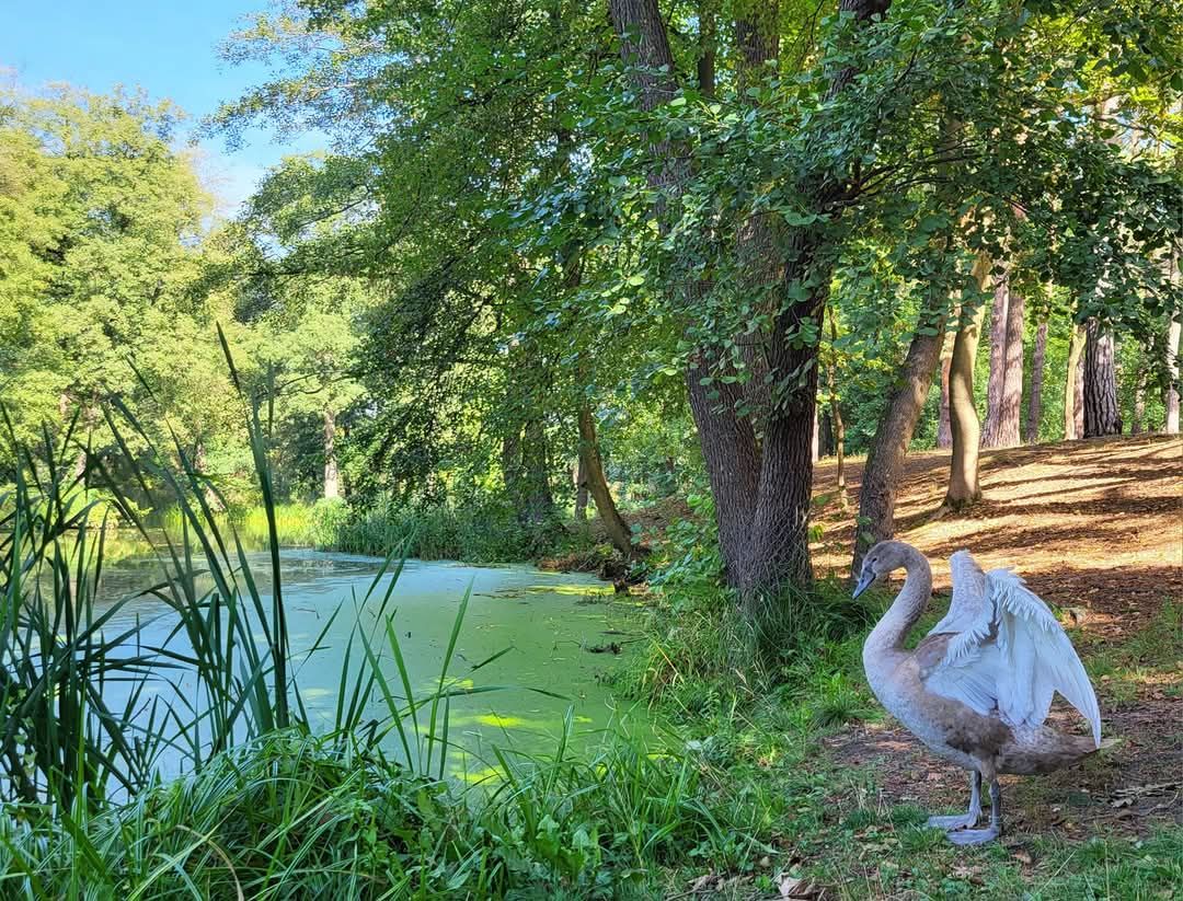 Mieszkanie 1-pokojowe Konstancin-Jeziorna Grapa, ul. Jana Sobieskiego. Zdjęcie 17