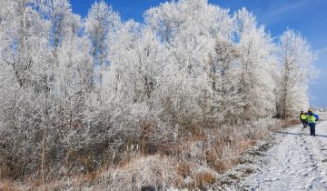 Działka leśna Koziki, ul. Spokojna