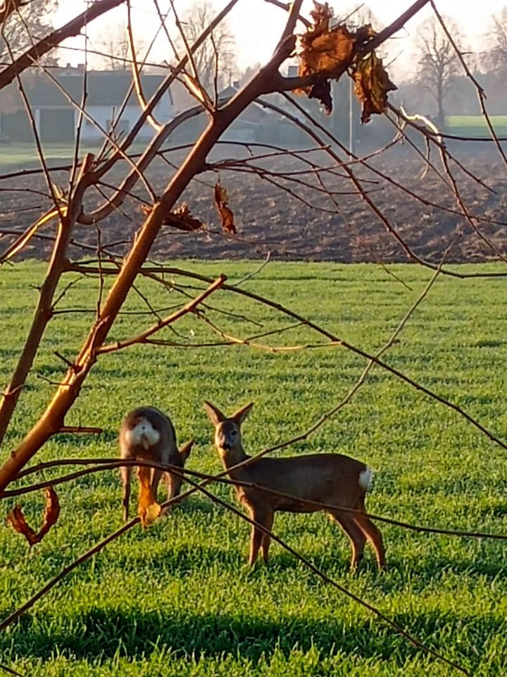 Działka budowlana Kłady. Zdjęcie 12