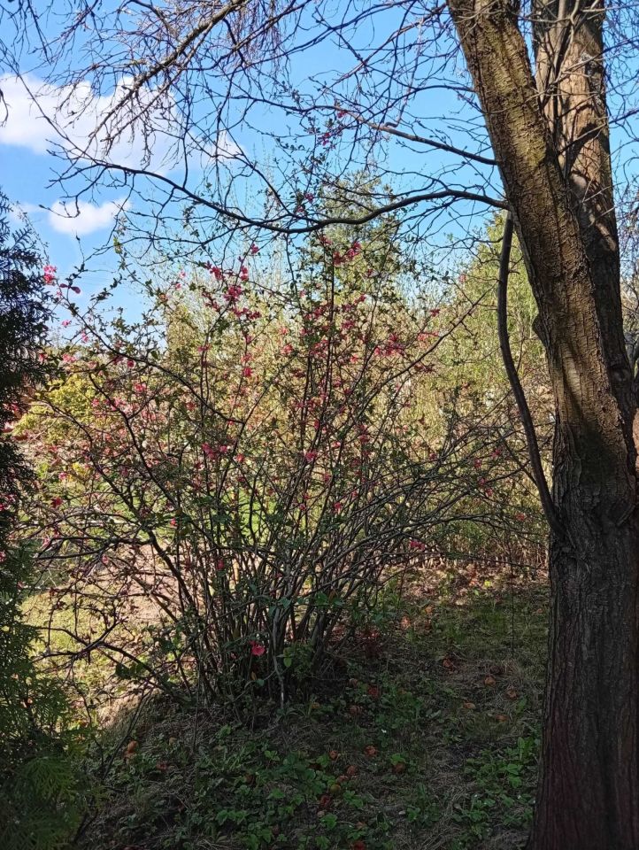 Działka rod Rzeszów. Zdjęcie 6