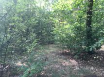 Działka leśna Krysk. Zdjęcie 1