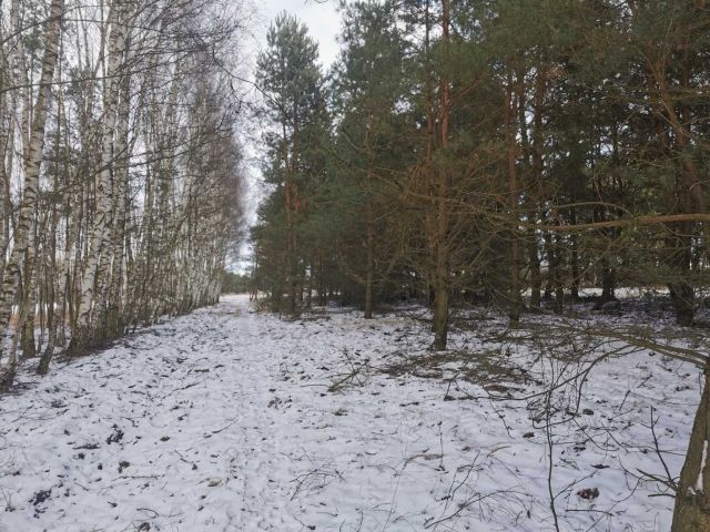 Działka leśna Nowy Jasieniec Iłżecki. Zdjęcie 1