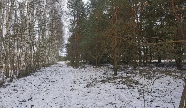 Działka leśna Nowy Jasieniec Iłżecki