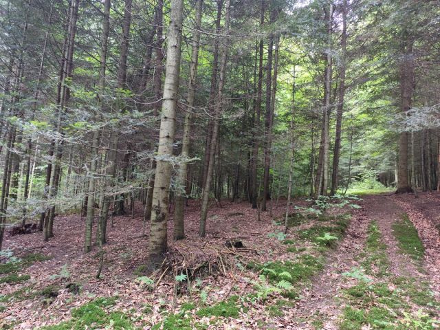 Działka leśna Wielopole Skrzyńskie. Zdjęcie 1