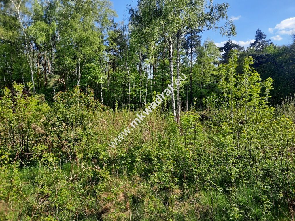 Działka budowlana Strzeniówka. Zdjęcie 1