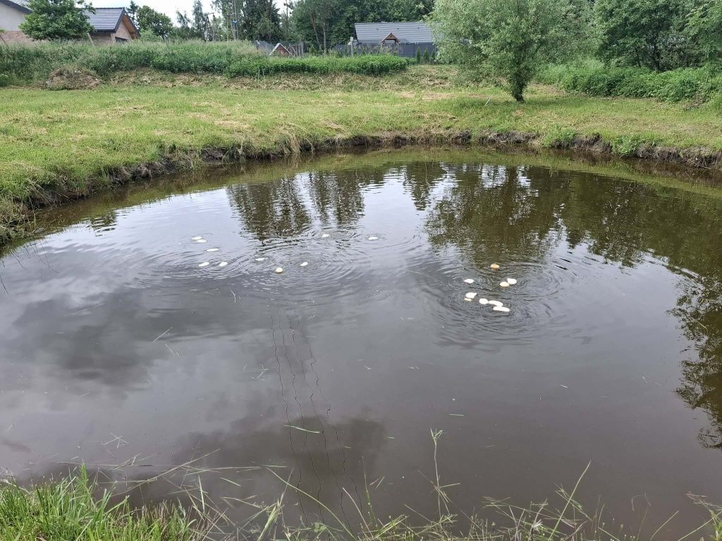 Działka budowlana Kronowo. Zdjęcie 4