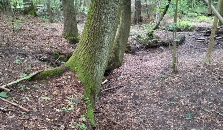 Działka Bieniewiec, ul. Dziewicza