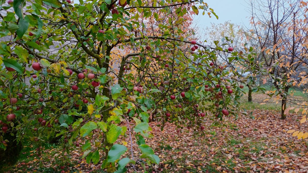 Działka budowlana Pajewo. Zdjęcie 4