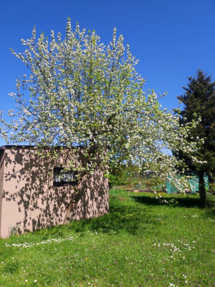 Działka rod Lubin. Zdjęcie 4