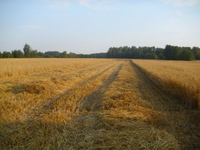 Działka rolna Stary Kiełbów. Zdjęcie 1
