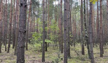 Działka leśna Rostki