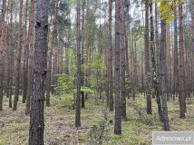 Działka leśna Rostki