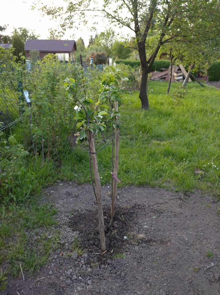 Działka rod Rzeszów Zalesie, al. Wyzwolenia. Zdjęcie 6