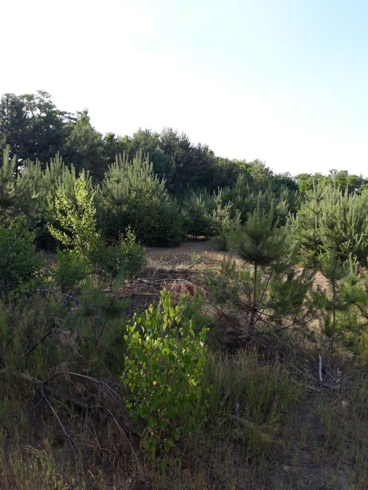 Działka budowlana Stefanów. Zdjęcie 6